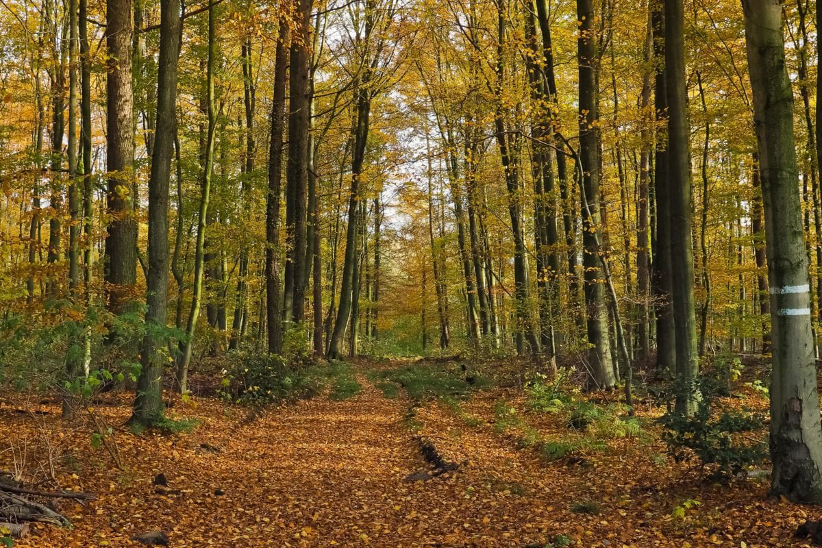 Bosco